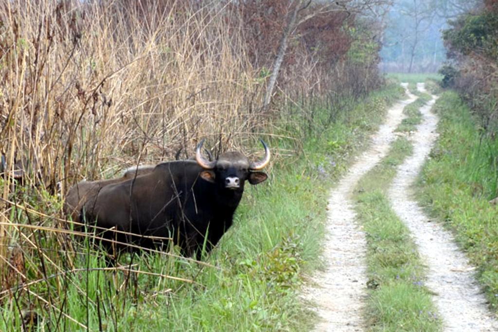 Chitwan Safari Camp & Lodge Саураха Екстериор снимка