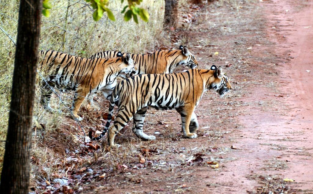 Chitwan Safari Camp & Lodge Саураха Екстериор снимка