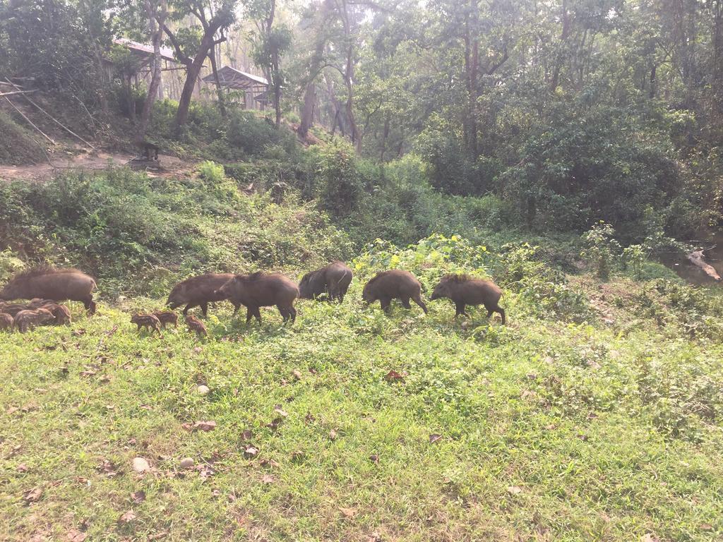 Chitwan Safari Camp & Lodge Саураха Екстериор снимка