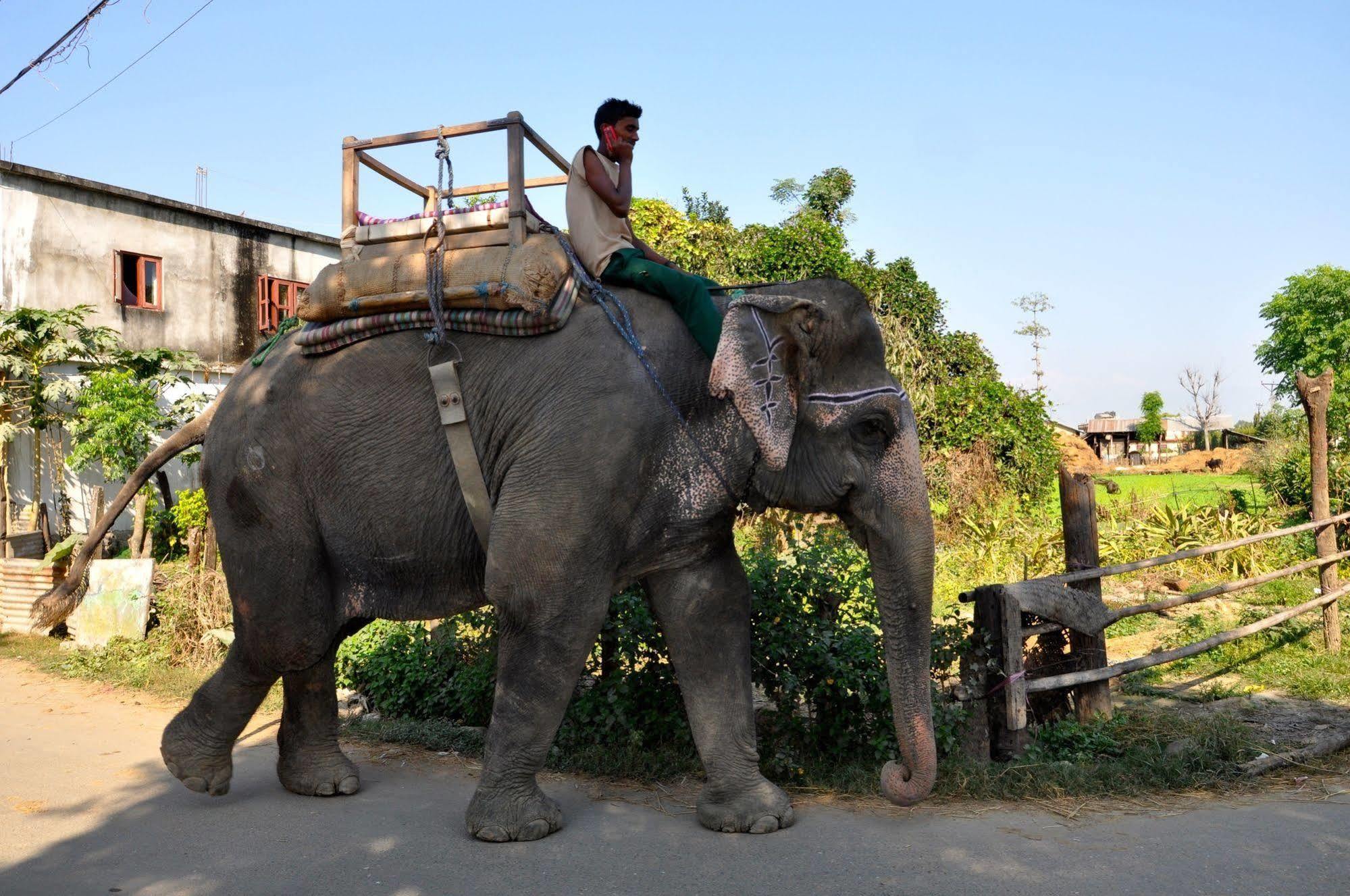 Chitwan Safari Camp & Lodge Саураха Екстериор снимка